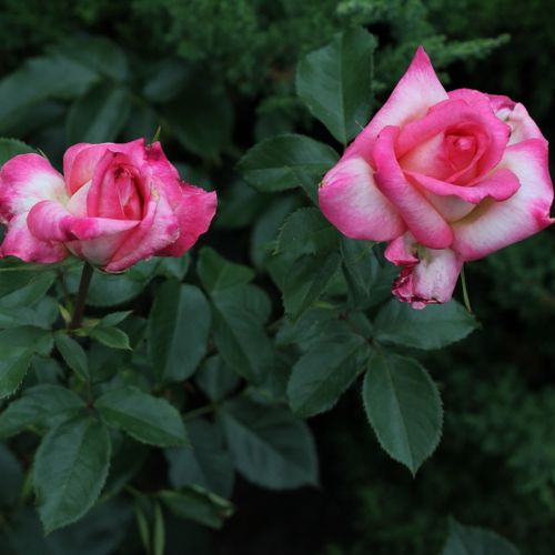 Alb cu marginea petalelor roz - Trandafir copac cu trunchi înalt - cu flori teahibrid - coroană dreaptă